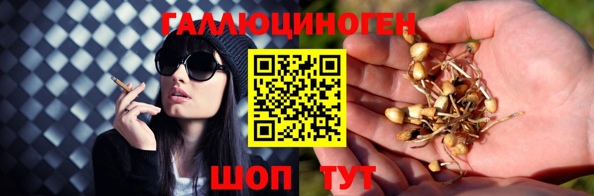 купить наркотик  Псилоцибиновые грибы Cubensis  Вход с VPN  Острогожск 